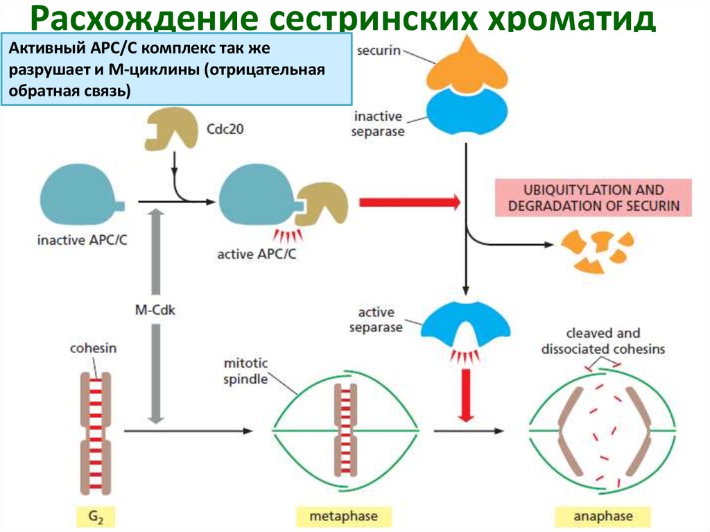 Процесс расхождения. Расхождение сестринских хроматид. Расхождение сестринских хроматид в митозе. Клеточный цикл расхождение сестринских хроматид. Расхождение сестринских хроматид происходит в.