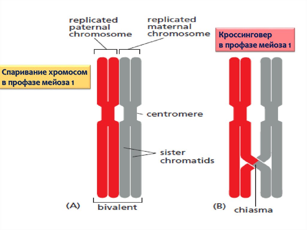 Спаривание хромосом