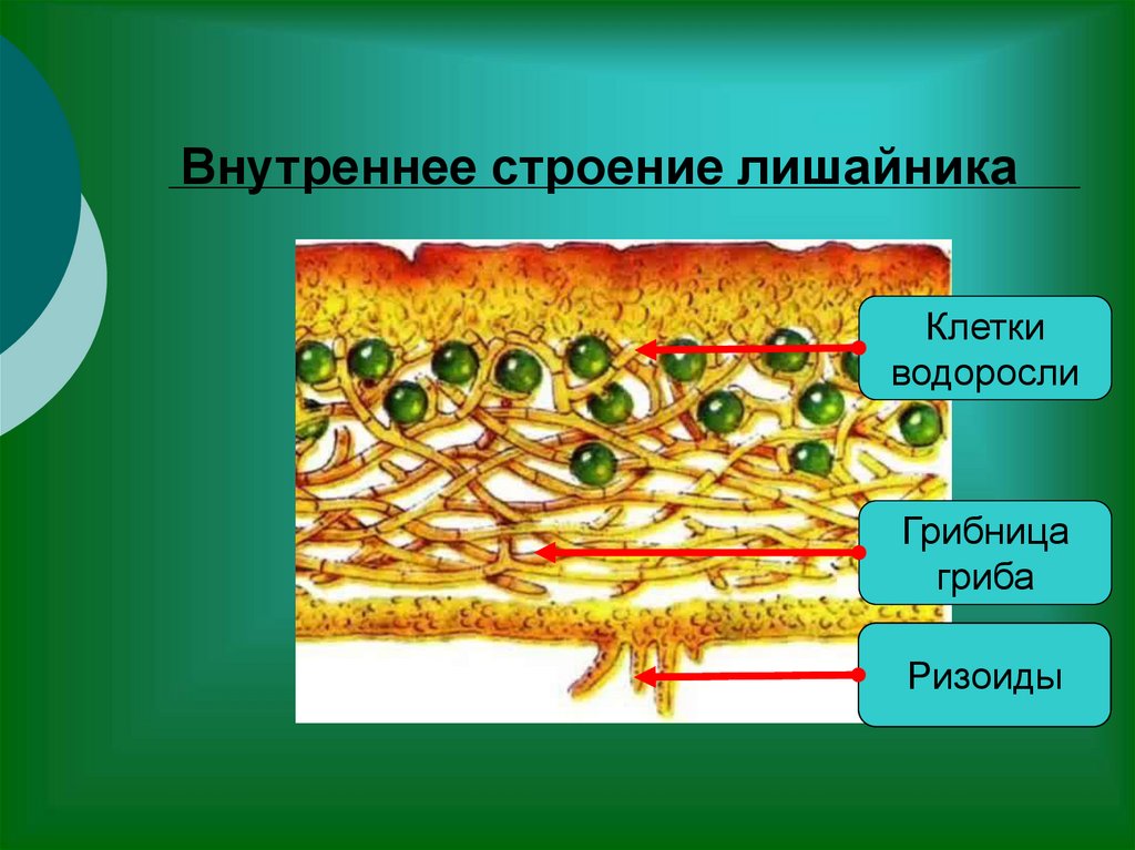 Лишайники состоят из клеток. Внутреннее строение слоевища лишайника. Внутреннее строение лишайников 5 класс. Строение лишайников рис 67.