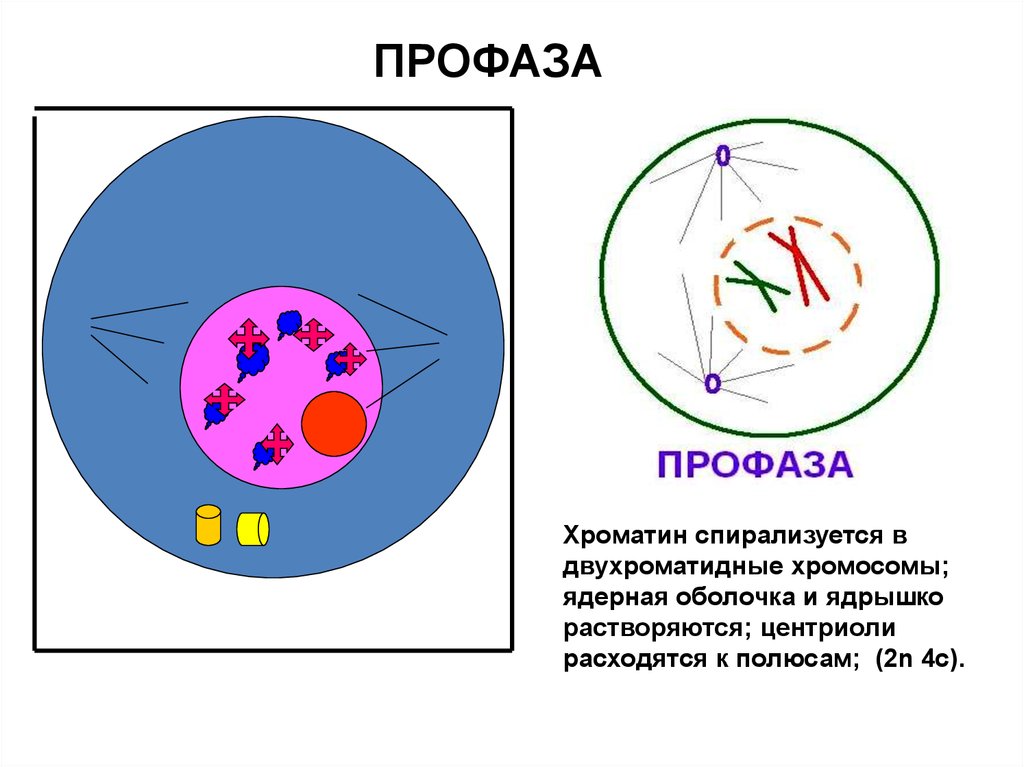 Расхождение центриолей к полюсам клетки фаза. Профаза хромосомы спирализуются. Профаза хроматин спирализуется. Митоз растворение ядерной оболочки. Фаза.