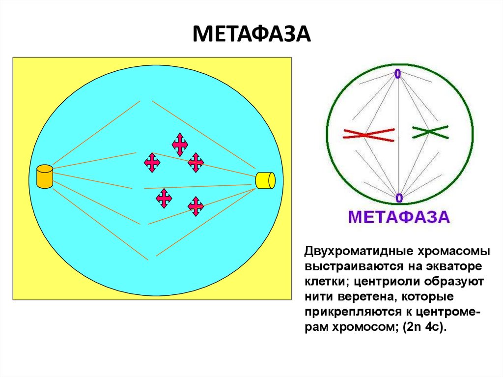 Расхождение центриолей к полюсам клетки фаза. Метафаза митоза строение. Этапы метафазы. Метафаза схема. Метафаза рисунок.