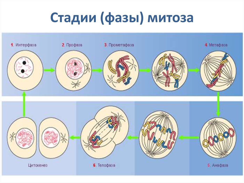 Мейоз в жизненном цикле организмов. Анафаза и телофаза митоза. Митоз и мейоз стадии деления. Фазы митоза схема. Фазы митотического деления клетки.