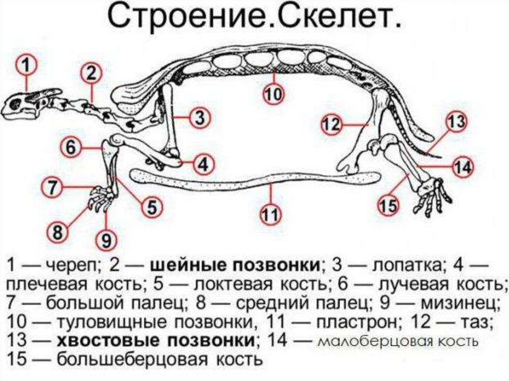 Система черепаха. Внутреннее строение черепахи сухопутной. Строение скелета черепахи. Скелет черепахи схема. Строение скелета красноухой черепахи.