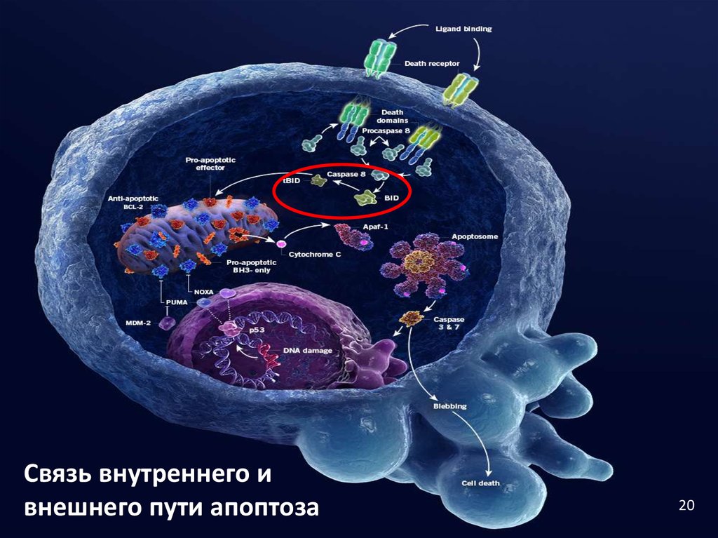 Апоптоз патанатомия презентация