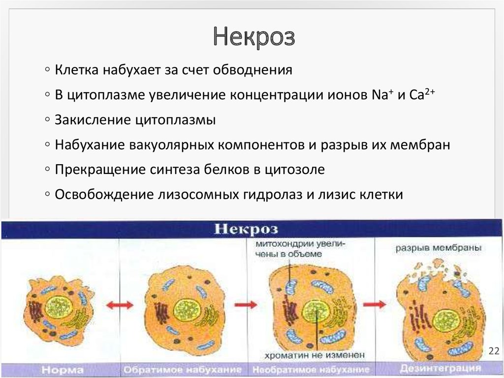 Увеличение размера клеток происходит в процессе. Схема гибели клеток при некрозе и апоптозе. Процесс происходящий в клетках при некрозе. Схема гибели клеточного ядра. Гибель клетки апоптоз и некроз схема.