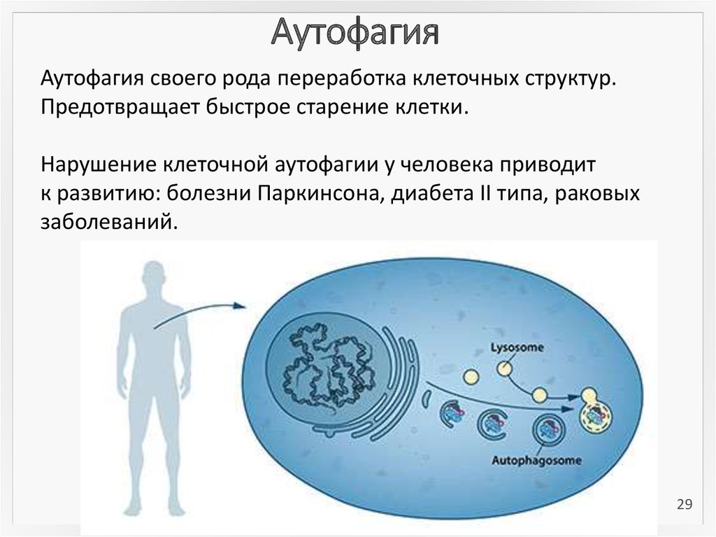 Голод клеток. Аутофагия. Аутофагия что это такое простыми словами. Процесс аутофагии. Аутофагия клетки.