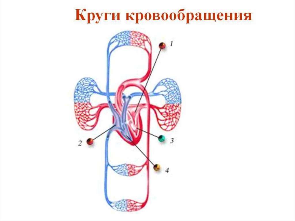 Принципы кровообращения. Малый и большой круг кровообращения человека схема. Схема большого круга кровообращения у человека. Два круга кровообращения у человека схема. Малый и большой круг кровообращения человека схема анатомия.
