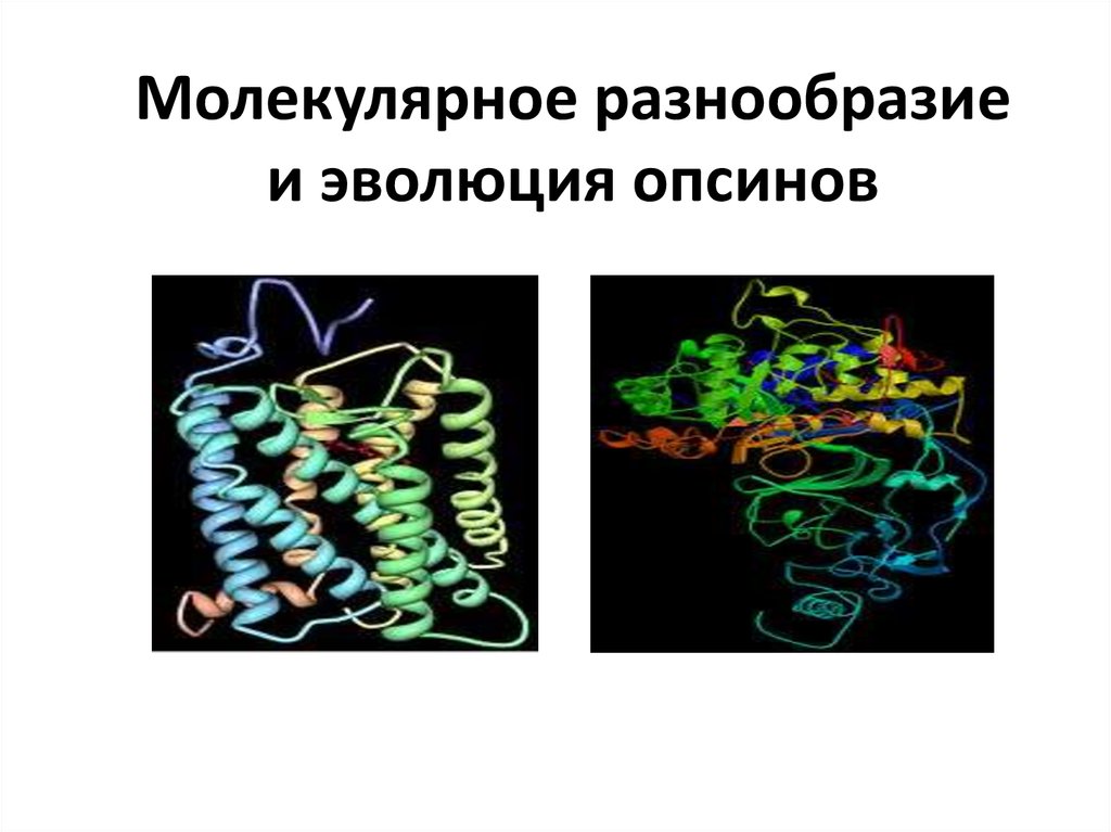 Достижения молекулярной биологии. Молекулярное разнообразие. История возникновения и развития молекулярной биологии.. Периоды развития молекулярной биологии. Презентация молекулярно основы эволюции.