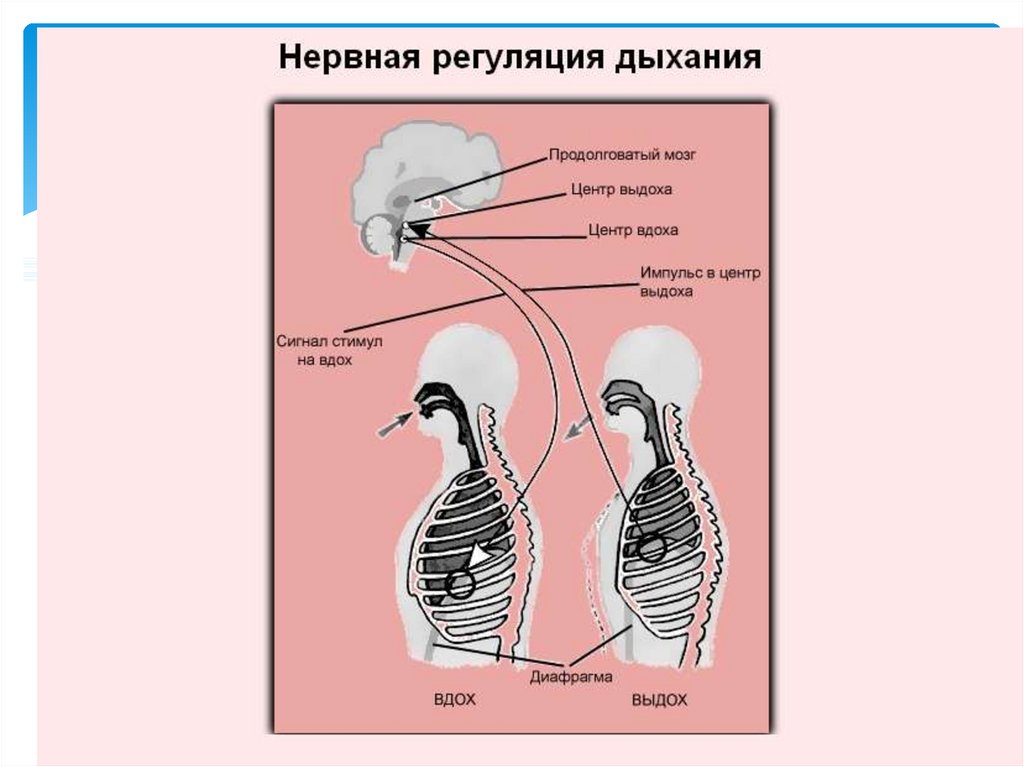 Регуляция дыхания схема. Регуляция дыхания у птиц. Рефлекторная регуляция дыхания. На рисунке изображена схема регуляции дыхания человека..