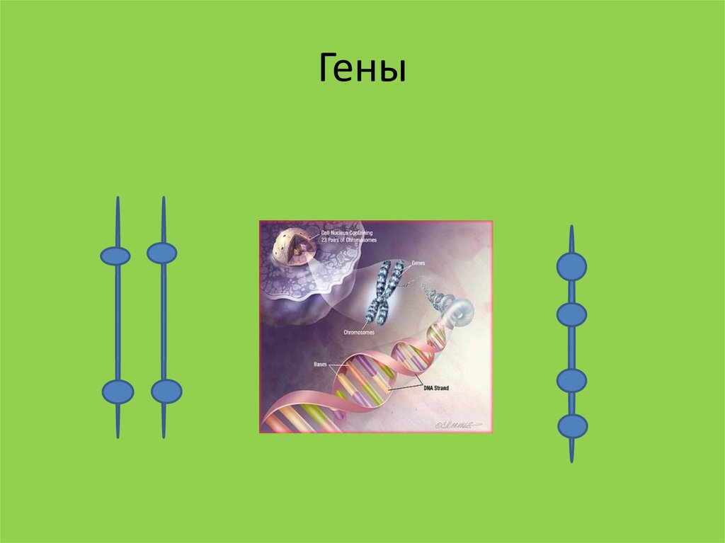Взаимодействие генов презентация. Гены для презентации. Ген и генетика. Модель Гена человека. Гены и поведение человека.