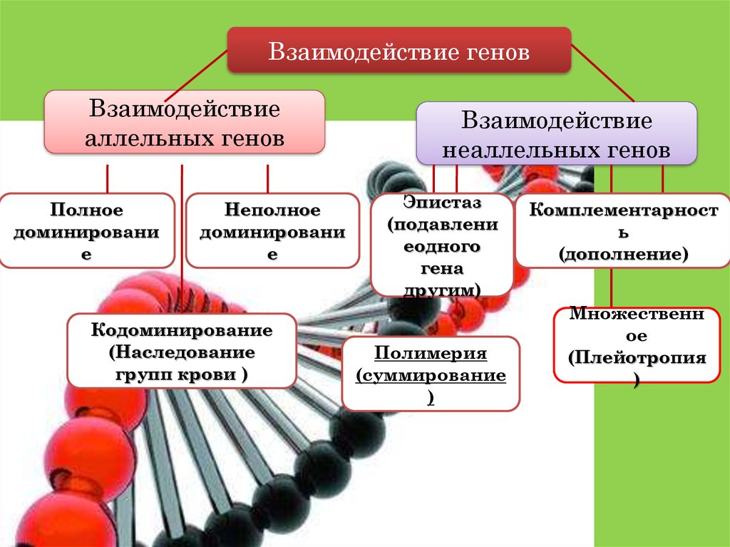 Взаимодействие генов групп крови