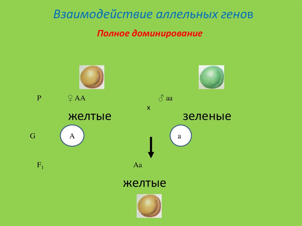 Характеристика аллельных генов