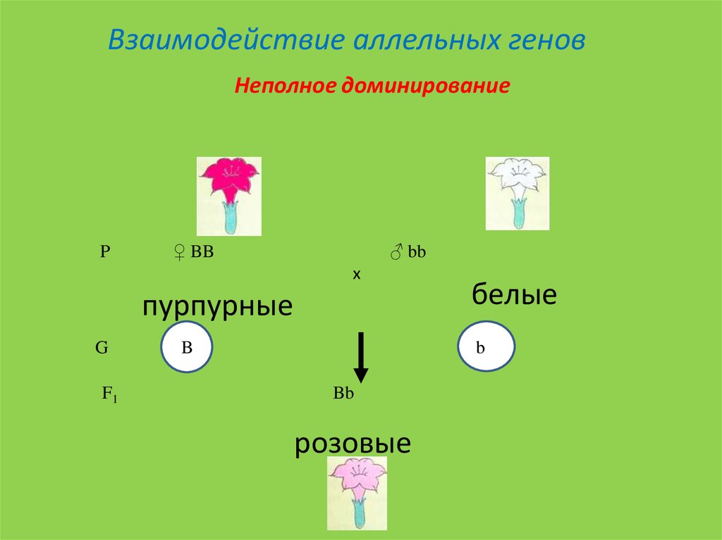 Аллельные гены рисунок