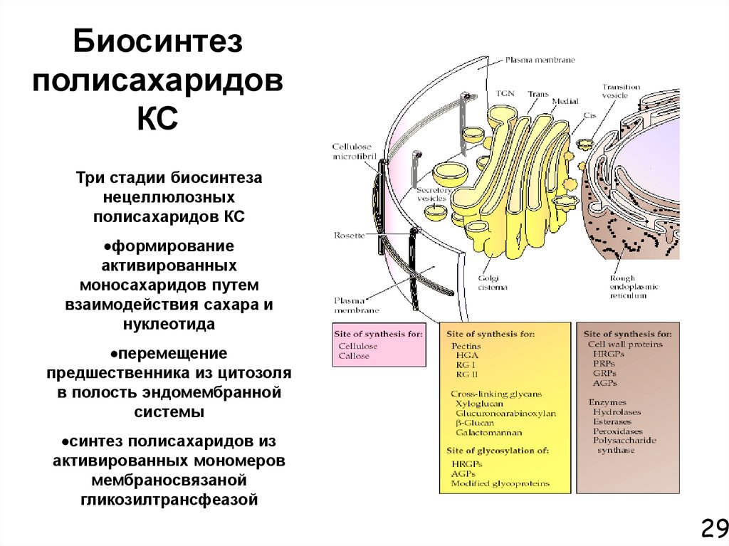 Где происходит синтез. Биосинтез олиго- и полисахаридов. Синтез полисахаридов. Синтез полисахаридов происходит в. Синтез полисахаридов и липидов.