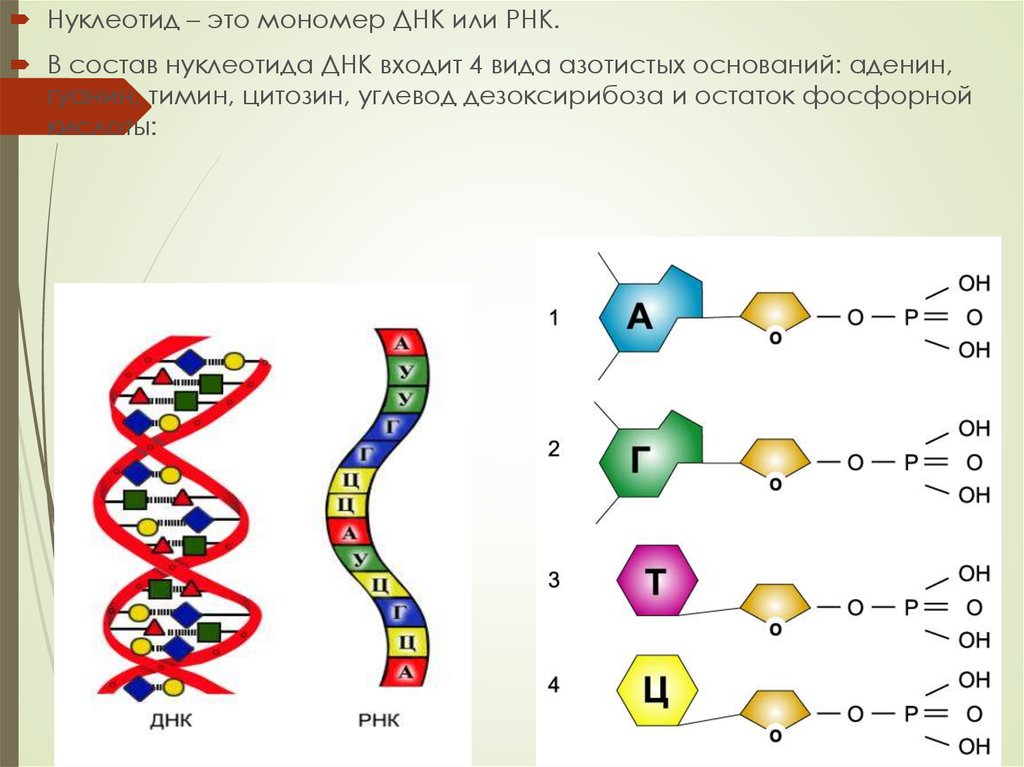 Число нуклеотидов в днк и рнк. РНК комплементарность строение. Комплементарность нуклеотидов ДНК И РНК. Принцип комплементарности ДНК И РНК схема. Комплементарные нуклеотиды ДНК И РНК.