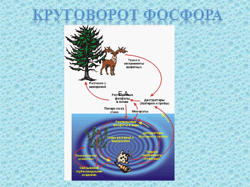 Круговорот фосфора в биосфере рисунок