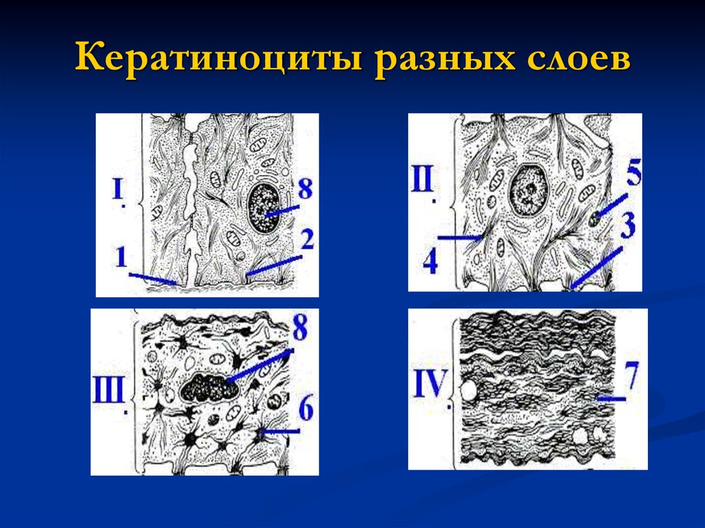 Разные слои. Кератиноциты. Кератиноциты базального слоя. Кератиноциты строение. Строение кератиноцитов.