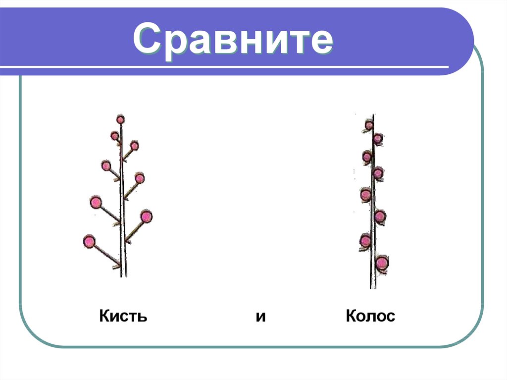 Сложный колос соцветие схема