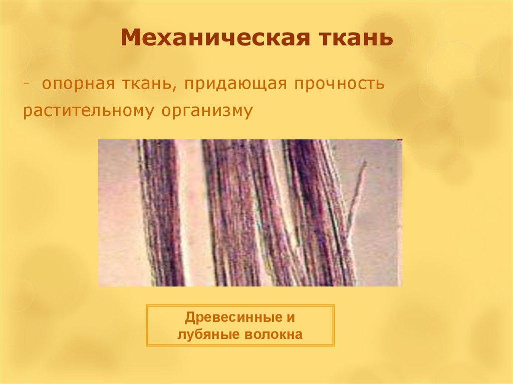 Какая функция у волокон древесины. Механическая ткань древесные и лубяные волокна. Древесинные волокна это механическая ткань. Волокна механической ткани у растений. Растительные ткани древесные и лубяные волокна.