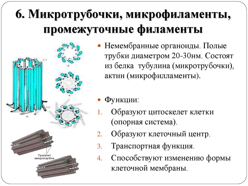 Промежуточный клеточный тип. Органоид микротрубочки строение. Строение и функции микротрубочек и микрофиламентов. Микротрубочки микрофиламенты промежуточные филаменты. Органоид клеточный центр строение и функции.