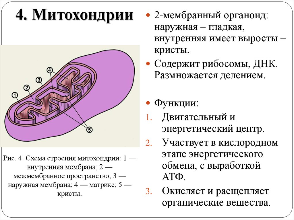 Клеточный органоид митохондрия. Кристы митохондрий. Митохондрии строение органоида. Митохондрия функция органоида. Кристы митохондрий функция.