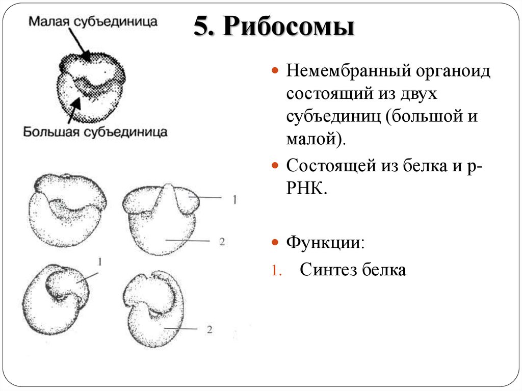 Органоид состоящий из двух. Функция малой субъединицы рибосомы. Малая субъединица рибосомы функции. Функции большой субъединицы рибосомы. Рибосома малая и большая субъединица функции.