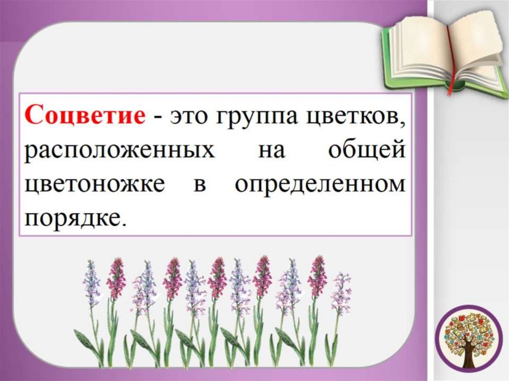 Презентация соцветия 6 класс пасечник фгос