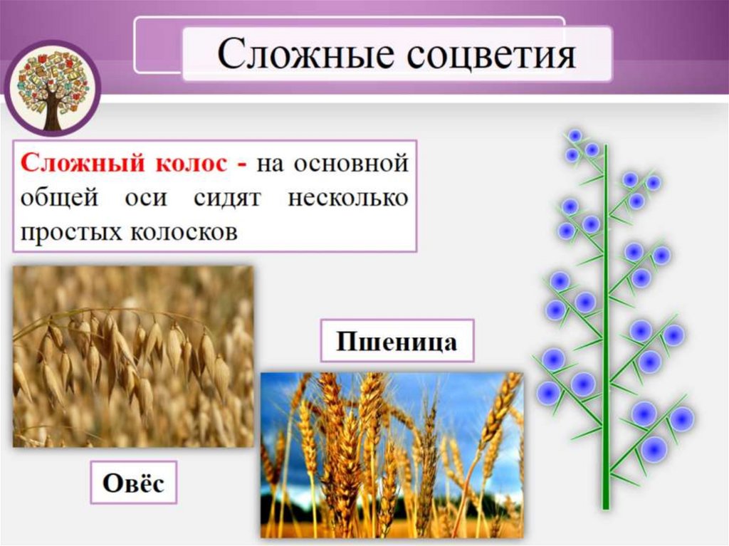 Растения имеющие соцветие простой колос