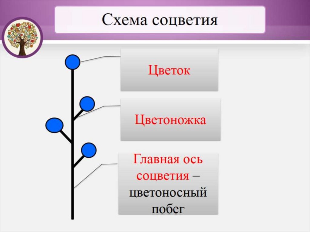 Презентация соцветие 6 класс