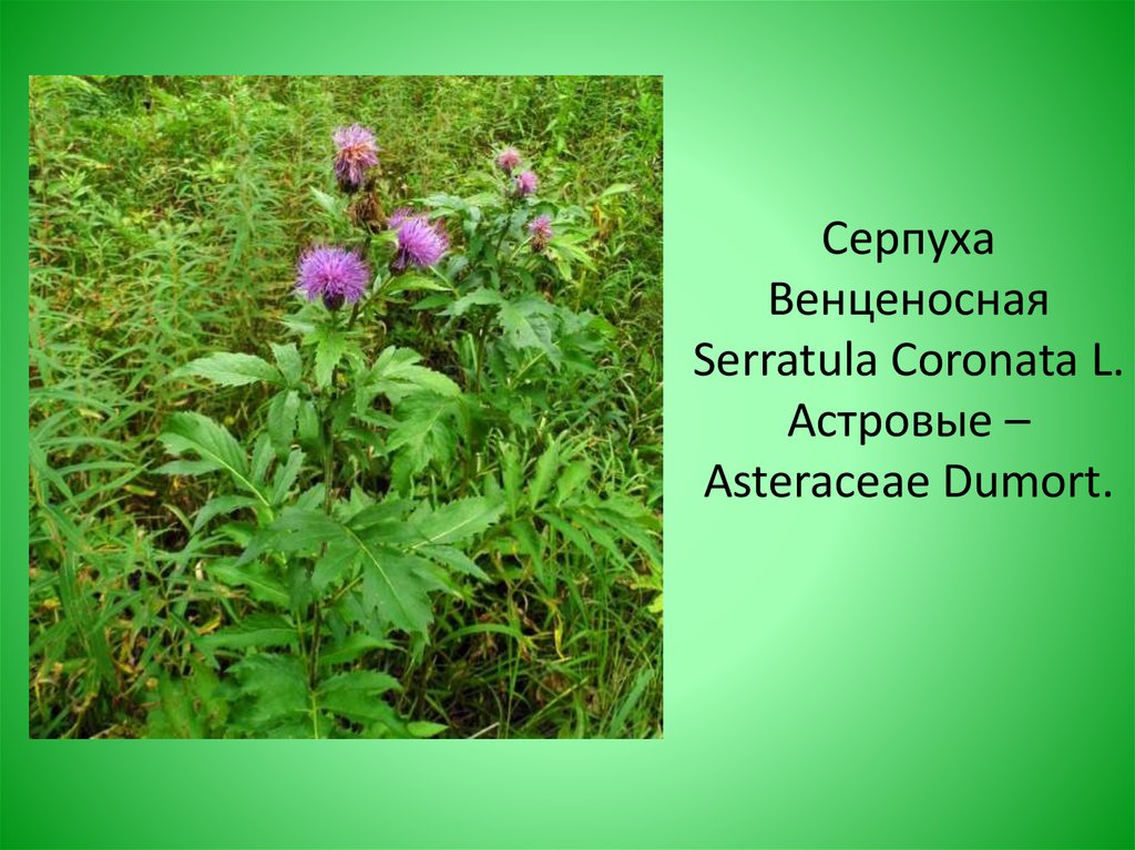 Серпуха Венценосная Serratula Coronata L. Астровые – Asteraceae Dumort.