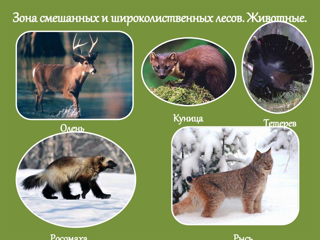 Обитатели смешанных лесов. Животный мир смешанных и широколиственных лесов в России. Зона смешанных и широколиственных лесов животные. Смешанный и широколиственный лес животные. Растительноядные животные в широколиственных лесах.