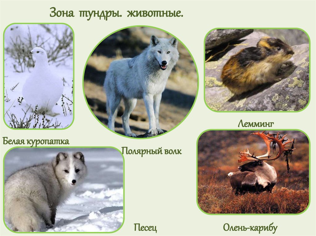 Выберите лишнее животное в природной зоне