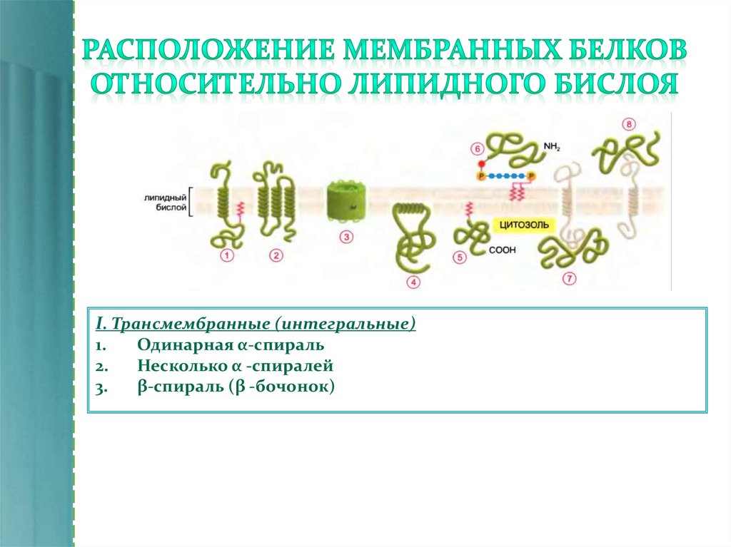 Функции белков в мембране. Первичная структура мембранных белков. Классификация мембранных белков. Расположение белков в мембране. Расположение (локализация) белков в мембранах:.