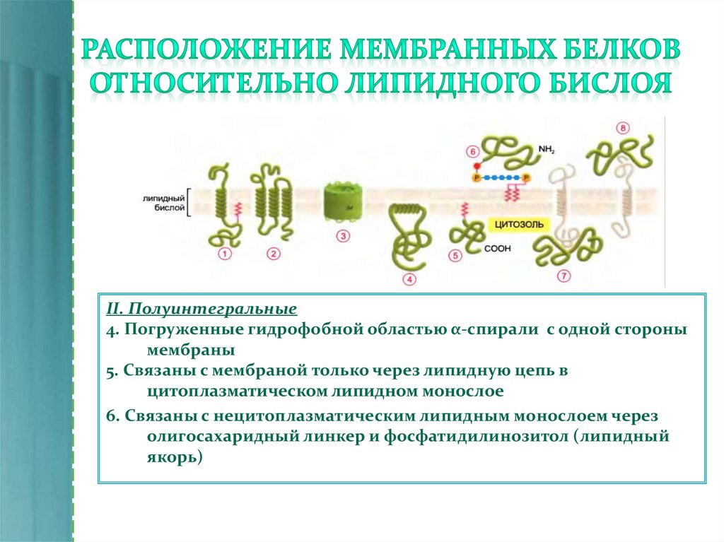 Транспортные белки мембраны функции