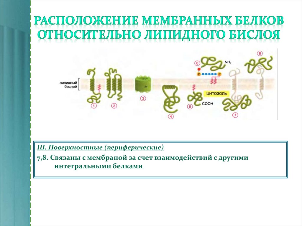 Функции белков в мембране