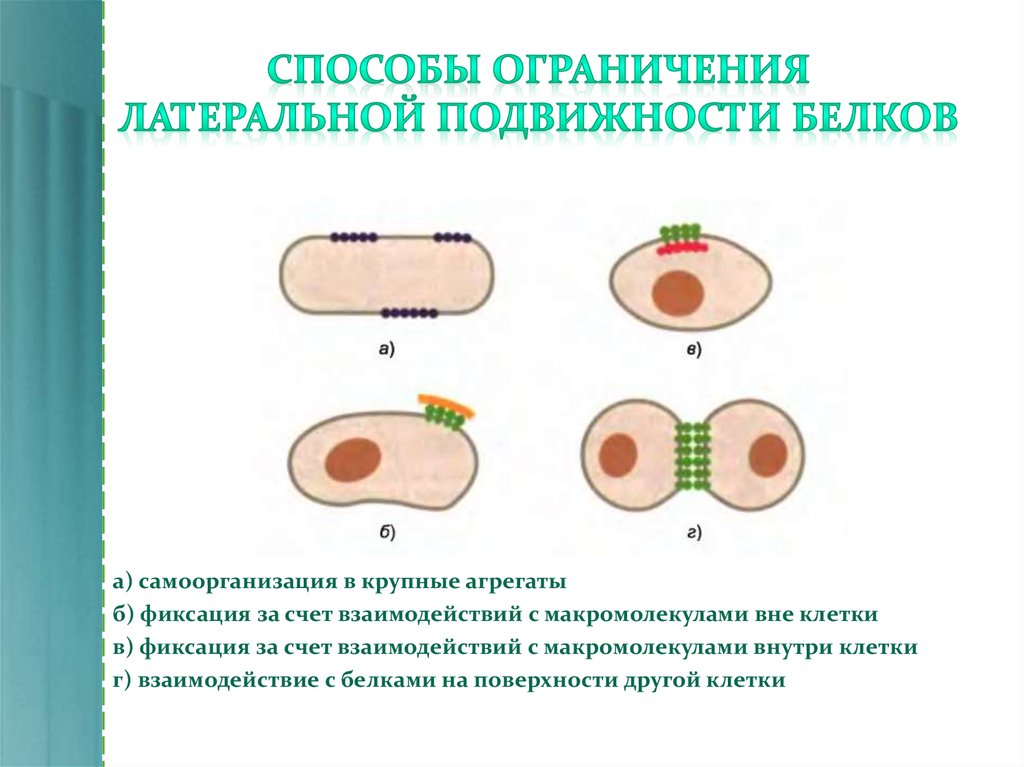 Способы ограничивающие. Способы ограничения латеральной подвижности белков. Способы клеточной подвижности. Способы ограничения подвижности белков в мембране клетки. Латеральные белки.