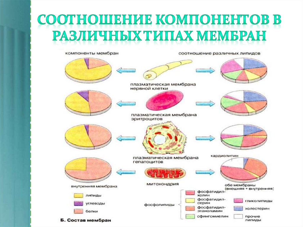 Соотношение элементов