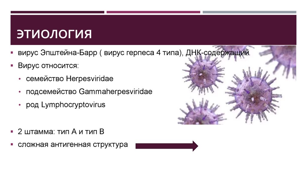 Вирус ковид отнесен. Вирус герпеса 4 типа Эпштейн Барра. Патогенез инфекционного мононуклеоза патогенез. Строение вируса Эпштейна-Барр. Инфекционный мононуклеоз вызывают вирусы герпеса.