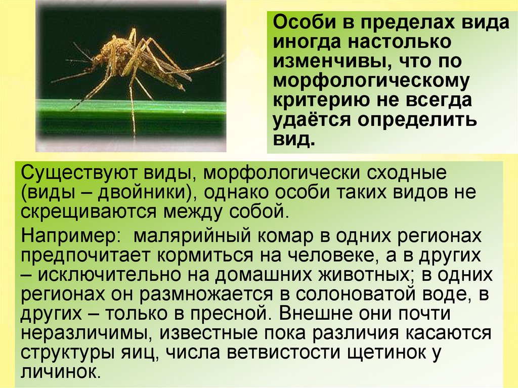 Виды особей. Морфологически сходные виды. Особь морфологического вида. Морфологический критерий вида комары.