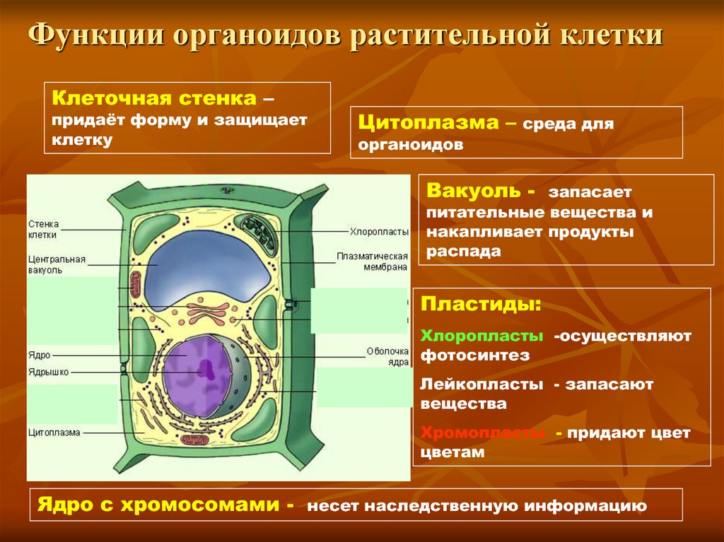Центральная клетка функции. Растительная клетка строение и функции органоидов. Строение растительной клетки и функции ее органоидов. Функции органоидов растительной и животной клетки. Строение и функции органоидов клетки растений.