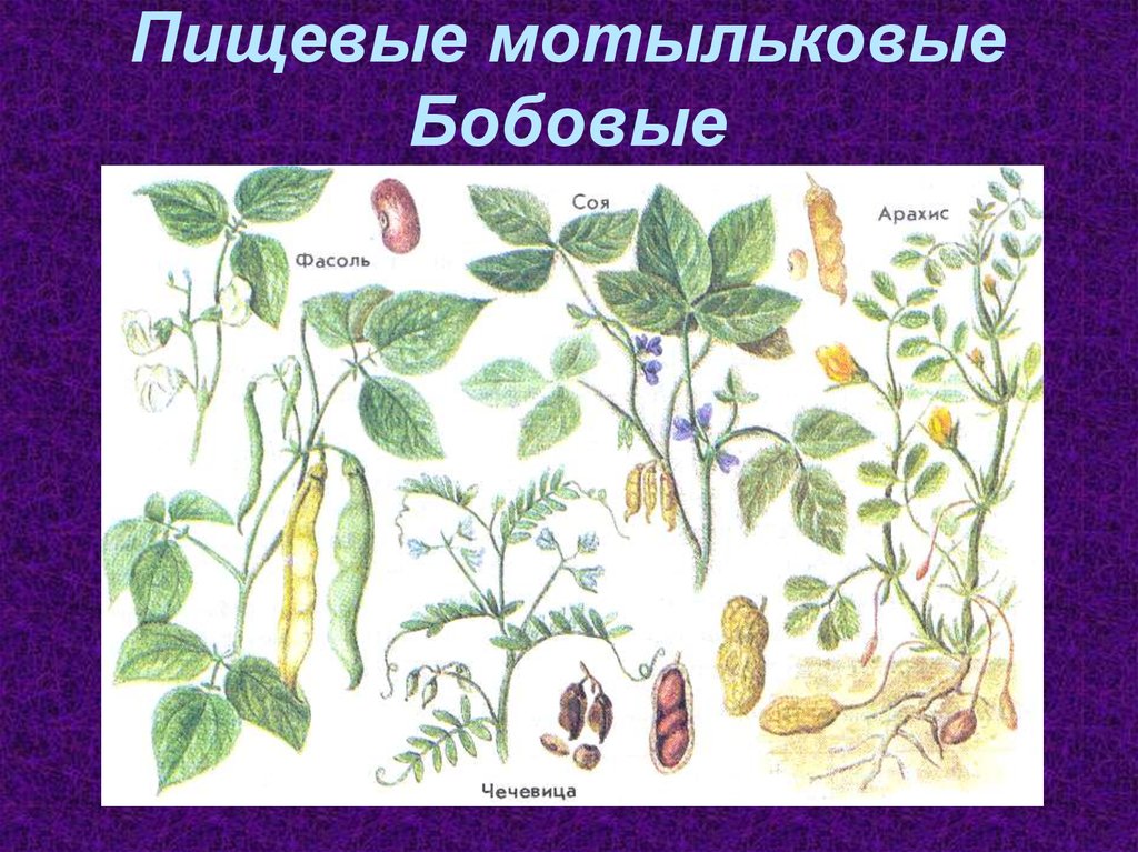 Пищевые растения примеры. Двудольные растения семейства бобовые. Растения семейства бобовые Мотыльковые. Двудольные растения Мотыльковые. Семейство Мотыльковые фасоль.