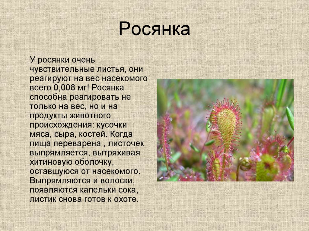 Плотоядные растения презентация