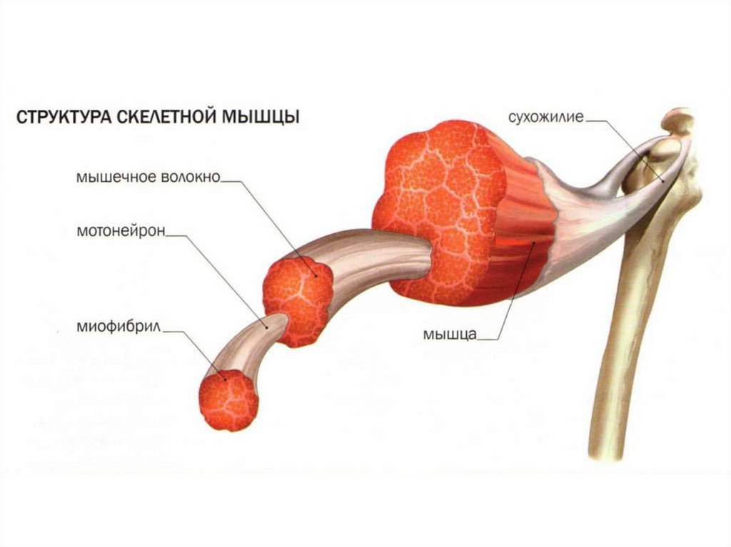 Рисунок скелетных мышц