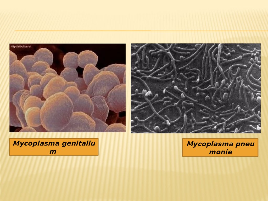 Микоплазма как передается. Микоплазма возбудитель. Mycoplasma genitalium микроскопия. Возбудители микоплазм.