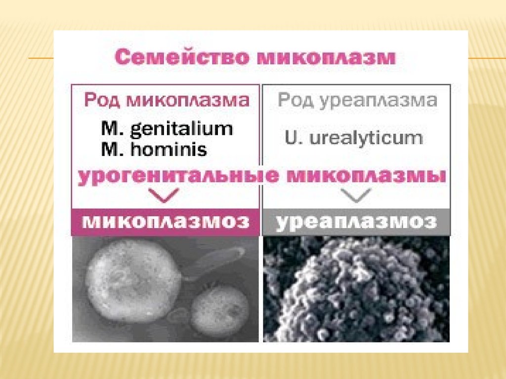 Микоплазмоз у мужчин лечение. Mycoplasma семейства Mycoplasmataceae.. Уреаплазма-Ureaplasma urealyticum. Симптомы микоплазмы гениталиум. Микоплазма и уреаплазма.