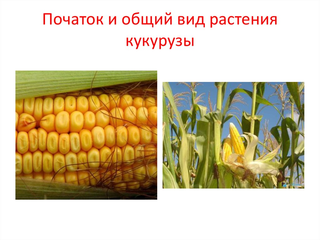 Кукуруза доклад 3 класс. Строение початка кукурузы. Кукуруза культурное растение. Структура початка кукурузы. Виды культурных растений кукуруза.