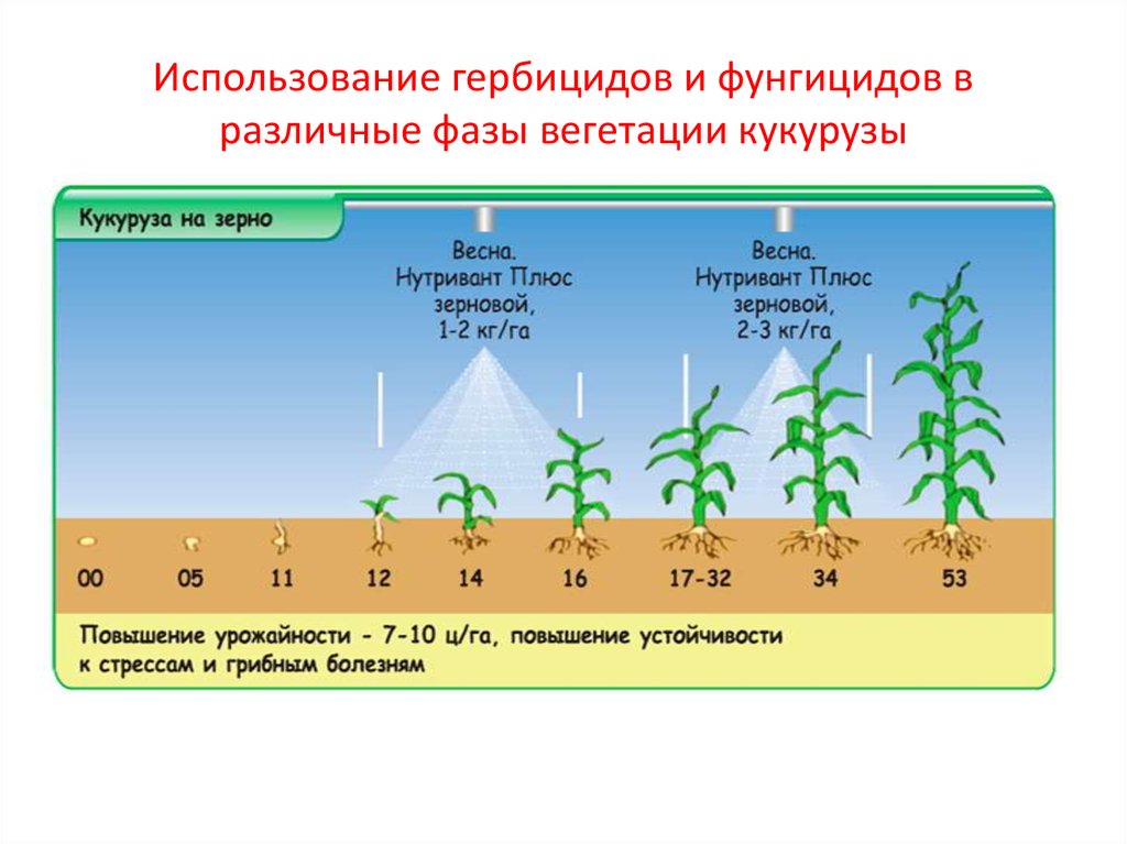 Семена кукурузы какую температуру. Фазы вегетации кукурузы. Фазы роста и развития кукурузы. Фазы роста и развития кукурузы на силос. Стадии развития кукурузы.