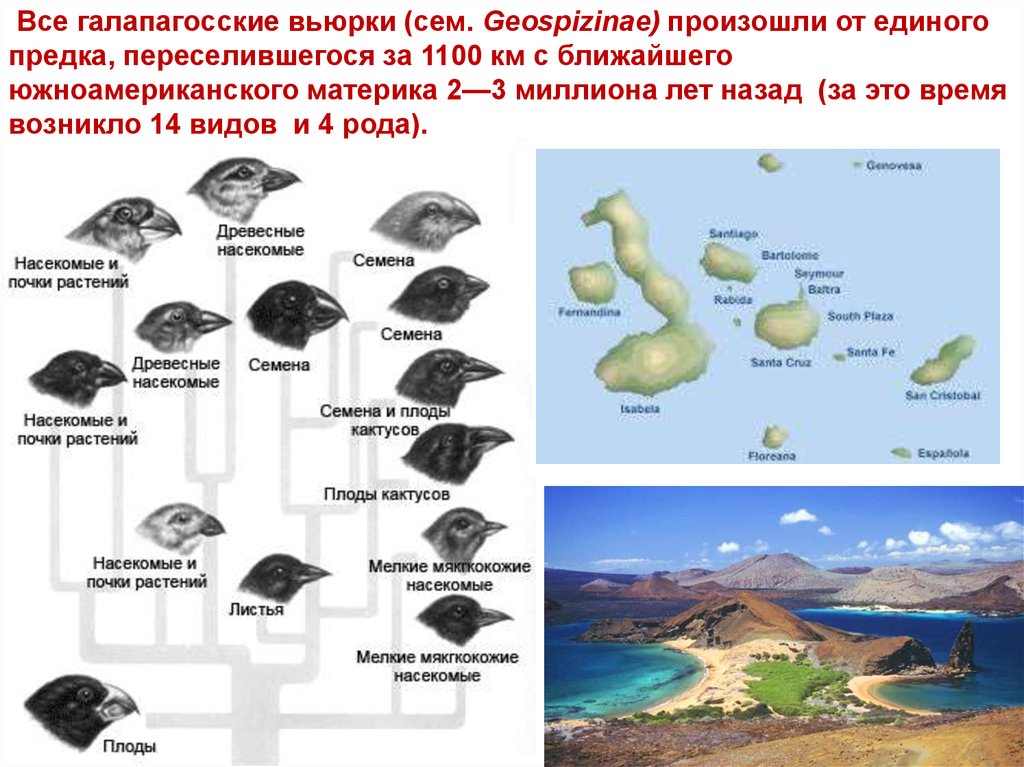 На рисунке изображены вьюрков обитающие на галапагосских островах и имеющие различную форму клювов