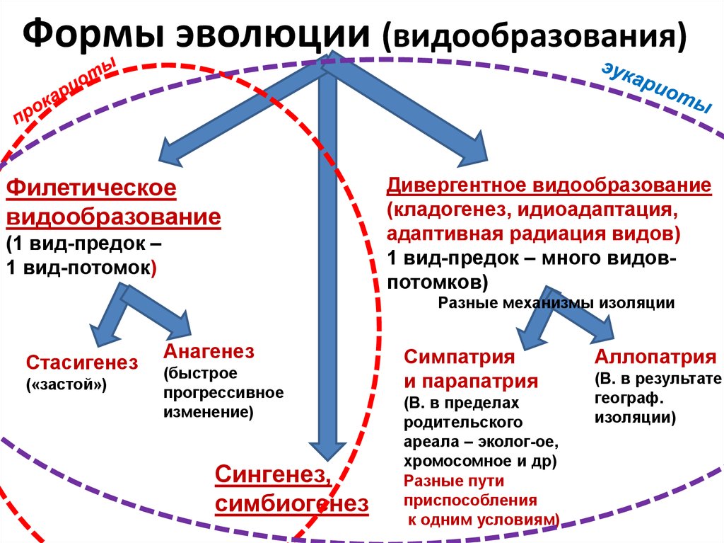 Форма видо. Формы видообразования. Кладогенез. Формы видообразования примеры. Видообразование формы видообразования.