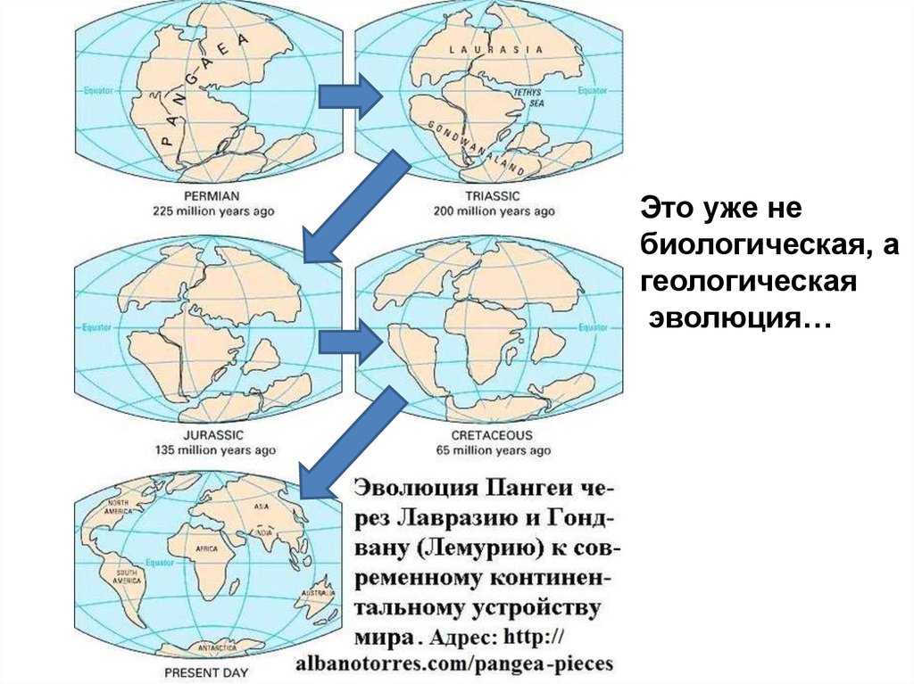 Биогеографические доказательства. Биогеографические доказательства эволюции презентация. Биогеографические свидетельства эволюции кратко.